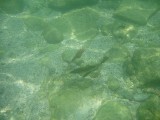 batfish 