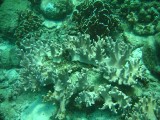 carol_7-4-2005_062 