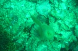 dsc00929 
