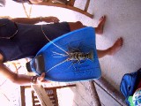 lobstercast1 