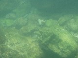 puffer 