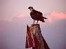 tn_osprey_jpg 