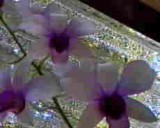 orchid6LS 